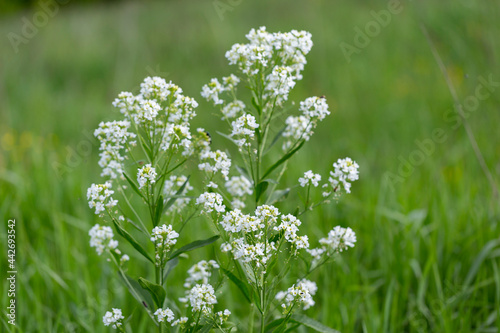 Horseradish (Armoracia rusticana, syn. Cochlearia armoracia) is a perennial plant of the Brassicaceae family. Horseradish (Armoracia rusticana) at the time of flowering.