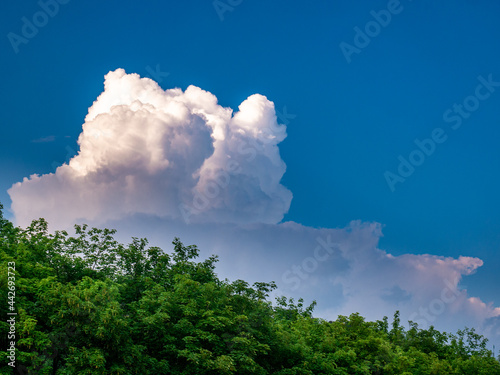 Massive rain cloud, Cumulonimbus, in the blue sky above the treetops © Pavel Rumlena