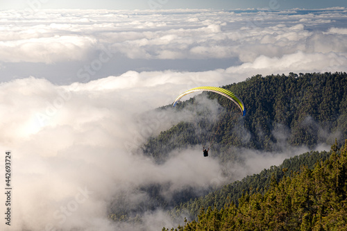 a paraglider flies over a pine forest above the clouds.