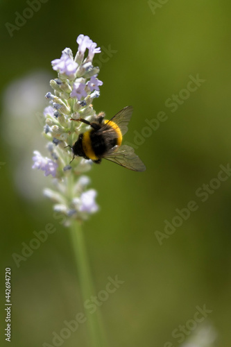 Bumble bee pollinating a lavender