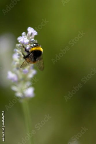 Bumble bee pollinating a lavender