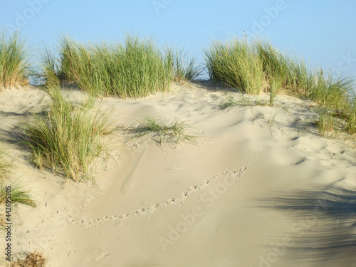 Duinen op Vlieland, Dunes at Vlieland photo
