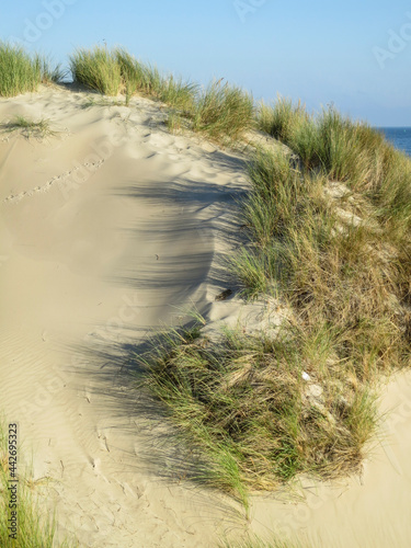 Duinen op Vlieland  Dunes at Vlieland