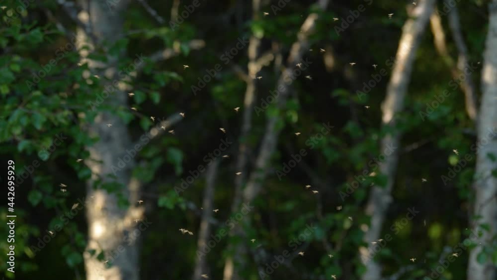 Swarm of Mosquitos in slow motion, Lappland Sweden 4k Swarm of Mosquitos in slow motion, Lappland Sweden 4k