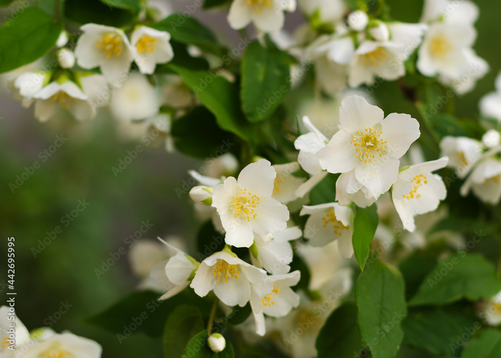 Blooming and fragrant jasmine flowers. Blooming jasmine bush 2