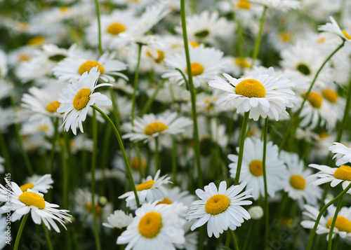 Daisy flower on green meadow 3