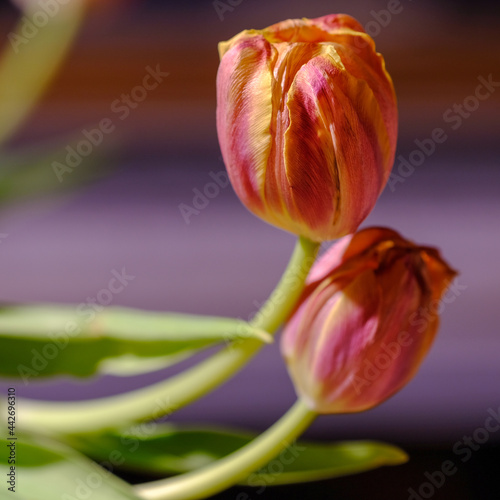 orangefarbene tulpen vor einem verschwommenen Hintergrund photo