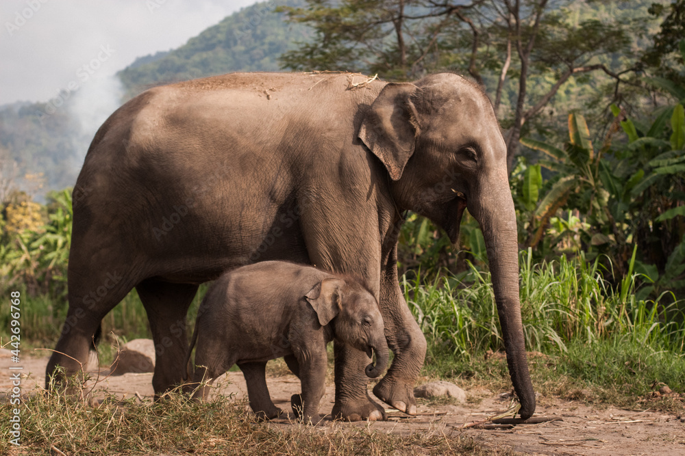 Obraz premium Big Gray Mother Elephant with baby outside in Thailand. Nature, Family