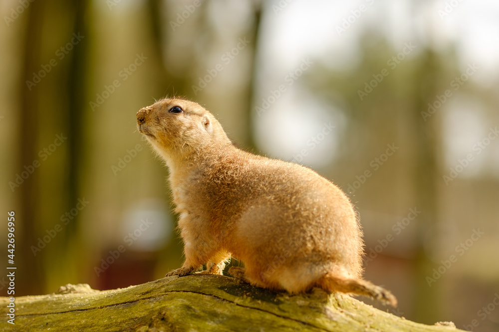 Fototapeta premium Präriehund