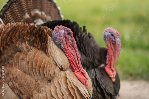 Colorful turkey bird close up. thanksgiving, wild life
