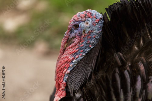Colorful turkey bird close up. thanksgiving, wild life