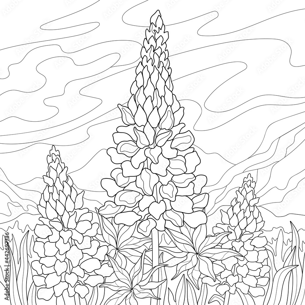 Coloring Lupine Flower Bluebonnet Drawing Flowers Drawings Pages ...