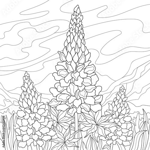 Three lupine flower, grass, hills, sky and clouds.. Botanical summer illustration on a white isolated background. For coloring book pages. photo