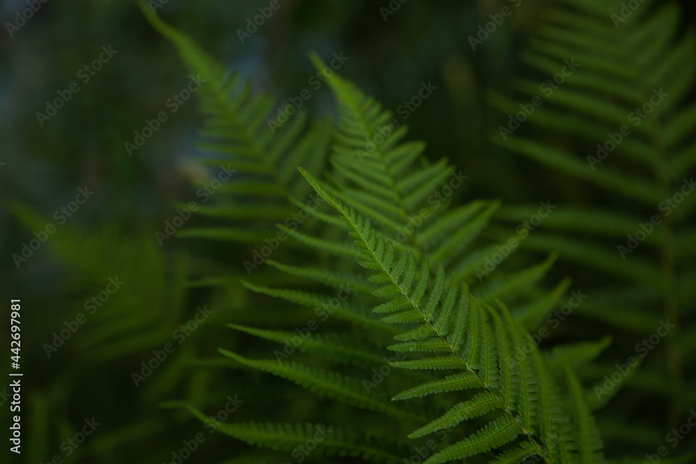 Natural fern leaves in shadowy place in forest in June in Latvia