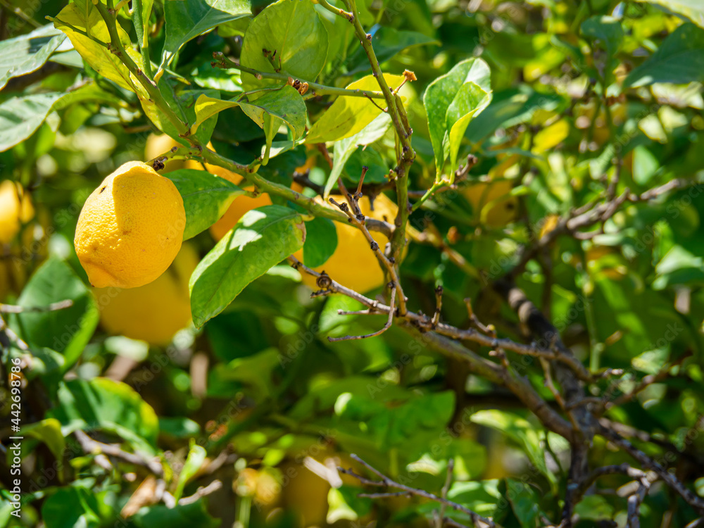 Lemons Growing On Lemon Tree. Bunches of fresh yellow ripe lemons on lemon tree branches in garden. Lemons hanging from a tree ready to harvest. Citrus limon.