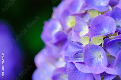 紫陽花 マクロ