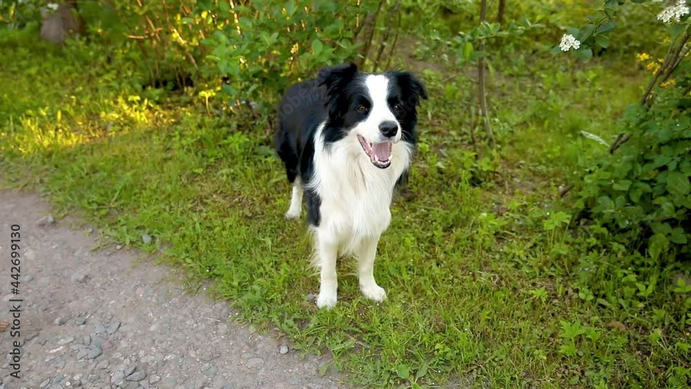 Outdoor portrait of cute smiling puppy border collie on park background. Little dog with funny face in sunny summer day outdoors. Pet care and funny animals life concept Outdoor portrait of cute smiling puppy border collie on park background. Little dog with funny face in sunny summer day outdoors. Pet care and funny animals life concept