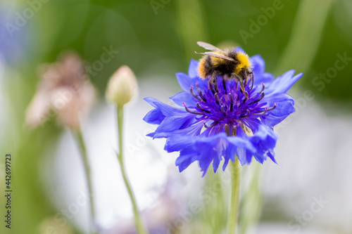 Bumblebee gathering pollen from a flower, soft bokeh background