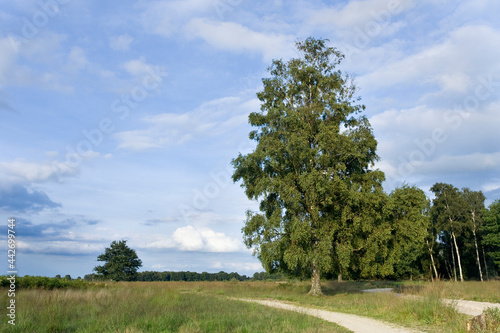 Landscape at Haaksbergerveen photo