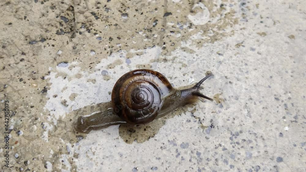 Scenic view of a little snail climbing on the wet floor Scenic view of a little snail climbing on the wet floor