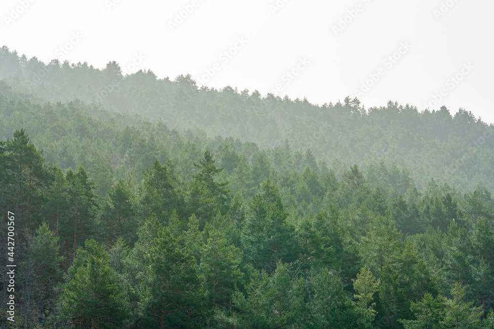 Paisaje de montaña con pinos y abetos de color verde, con una bruma de montaña un día nublado de otoño