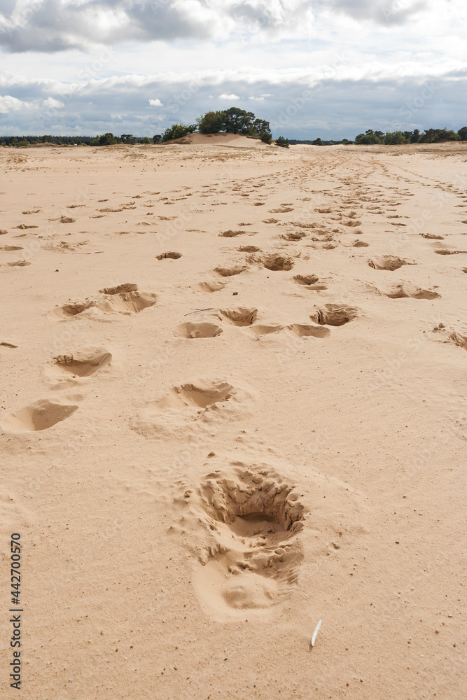 Landscape at Kootwijkerzand
