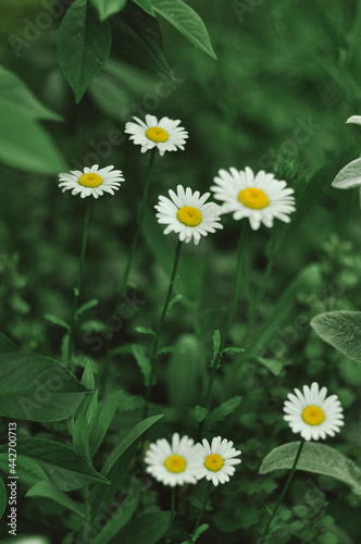 daisies in a garden