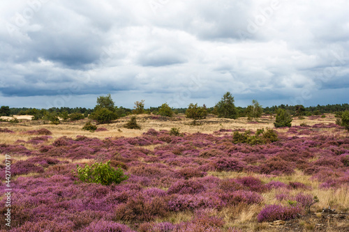 Landscape at Kootwijkerzand photo