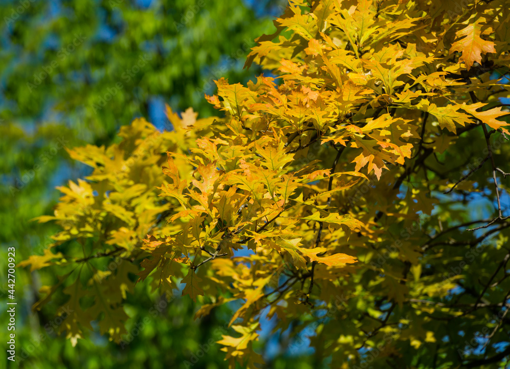 Close-up of Quercus palustris, the pin oak or swamp Spanish oak with bright young lush foliage on blurred green background with copy space. Spring day in public city park 'Krasnodar' or 'Galitsky'