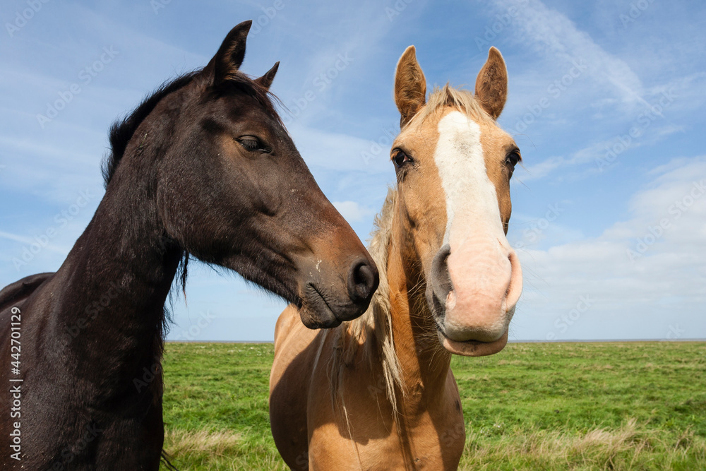 Obraz premium Paarden in Westhoek, Horses at Westhoek