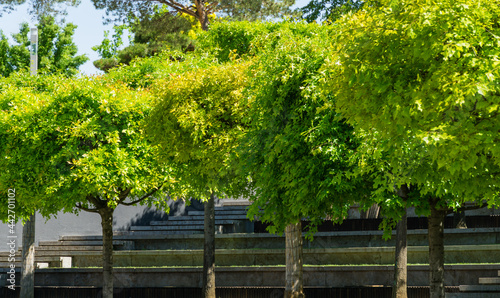 Formed oaks Quercus palustris or swamp Spanish oak on amphitheater terraces in public city park Krasnodar or 'Galitsky park'. Spring sunny day. Nature concept for natural design. photo