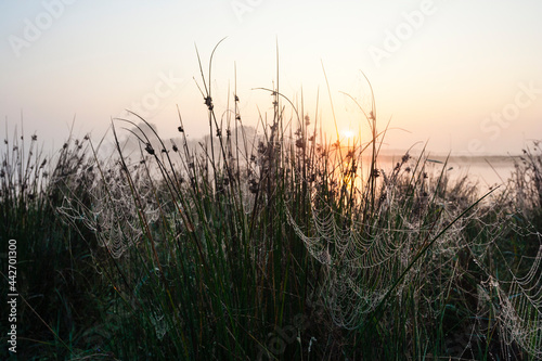 Dew-covered grass