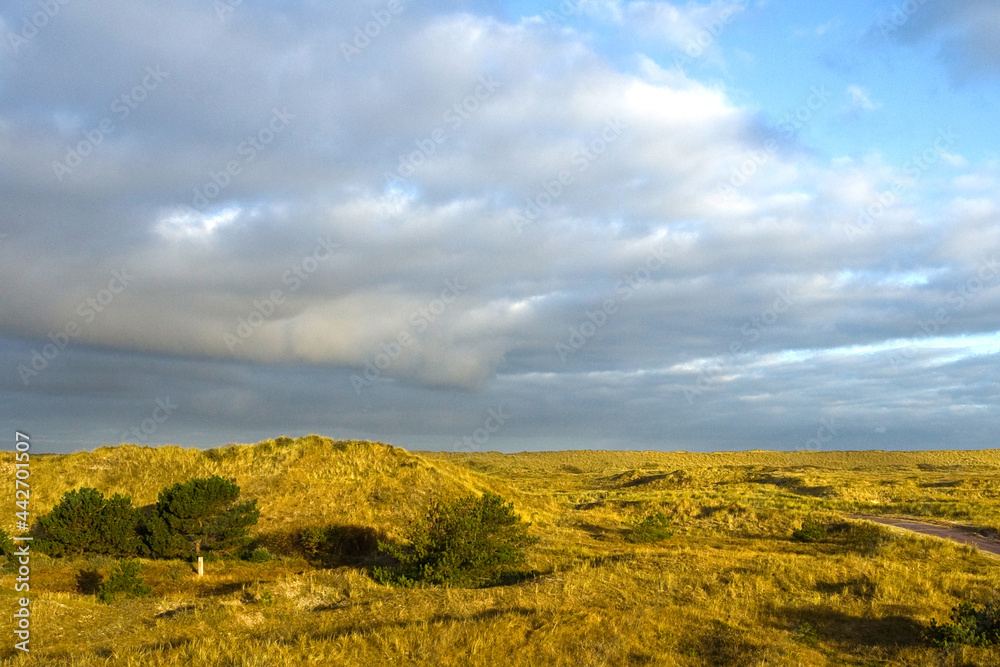Fototapeta premium Duinen op Vlieland, Dunes at Vlieland