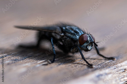 close up of a fly