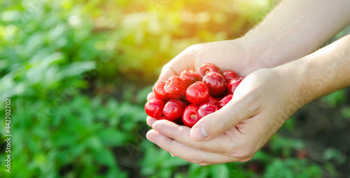 Ripe sweet red cherries in the hands of a farmer. Summer harvesting of berries. Healthy diet. Selective focus