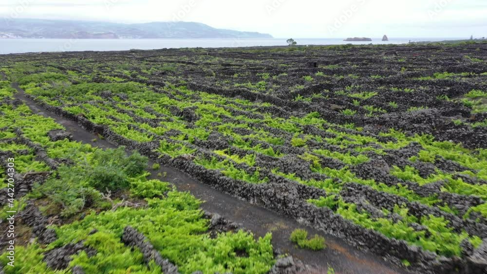 Pico Island Azores vineyard wine grapes protected by lava stone aerial view  panorama