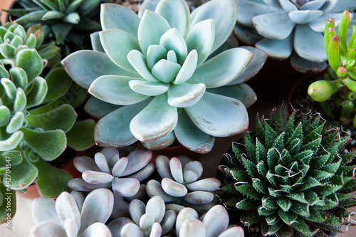 Beautiful ornamental blue and green succulents with thick funny leaves, close-up. Composition of colorful varieties of echeveria and haworthia plants