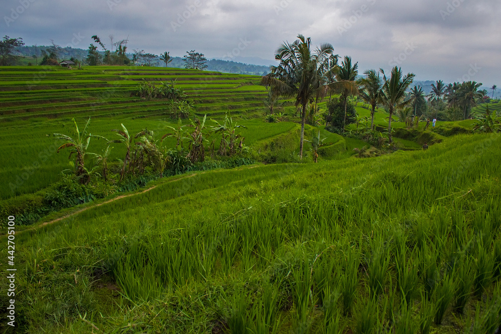 Obraz premium Green rice fields, Indonesia. Jatiluwih rice terraces on Bali island are UNESCO heritage site, It is one of recommended places to visit in Bali with the spectacular views. Travel and health concept