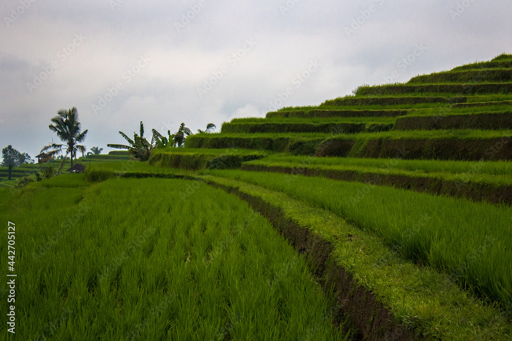 Green rice fields on Bali island, Indonesia. Jatiluwih rice terraces are UNESCO heritage site, It is one of recommended places to visit in Bali with the spectacular views. Travel and health concept