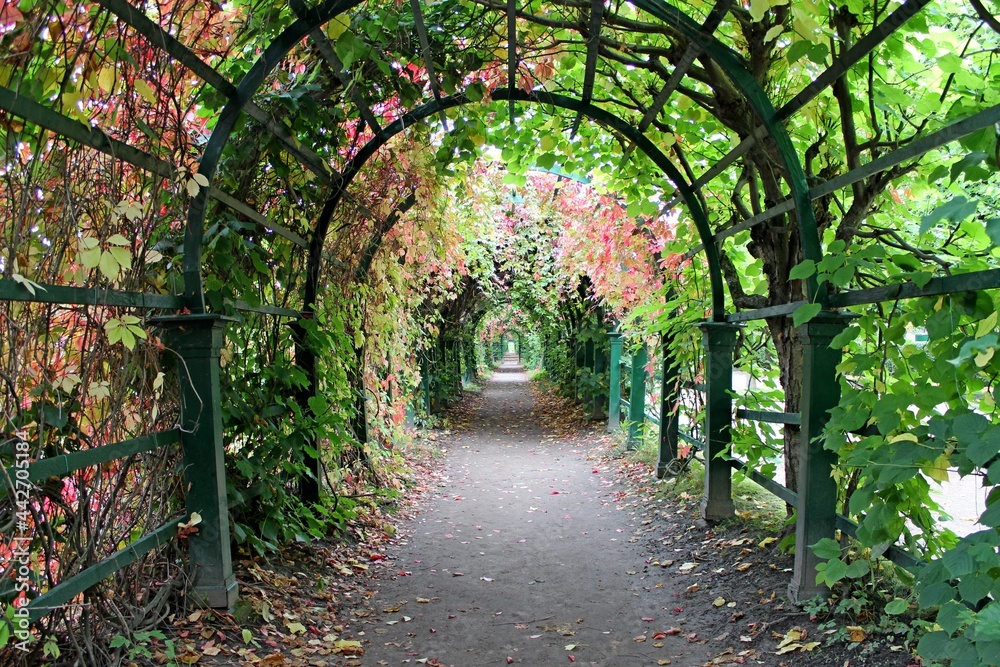 Naklejka premium A tunnel of arches entwined with plants with green and red leaves. summer day in the park. Perspective.