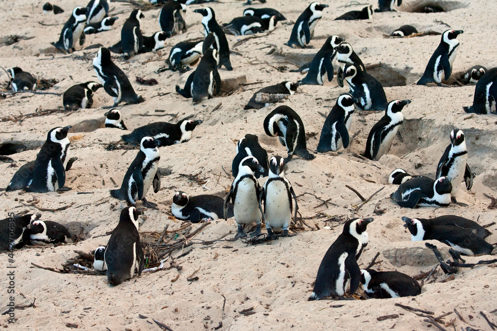 Jackass Penguin, Spheniscus demersus