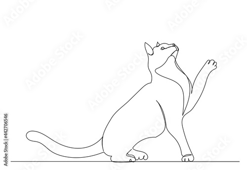 cat drawing by one continuous line sketch, isolated