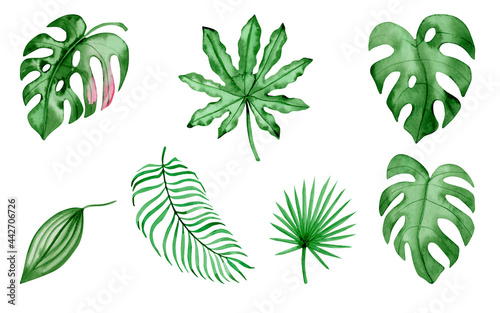 Watercolor botanical illustration set - tropical leaves collection, monstera, palm.