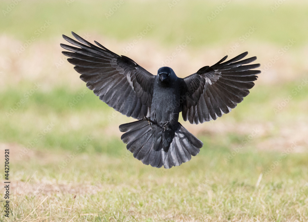 Obraz premium Kauw, Western Jackdaw, Corvus monedula