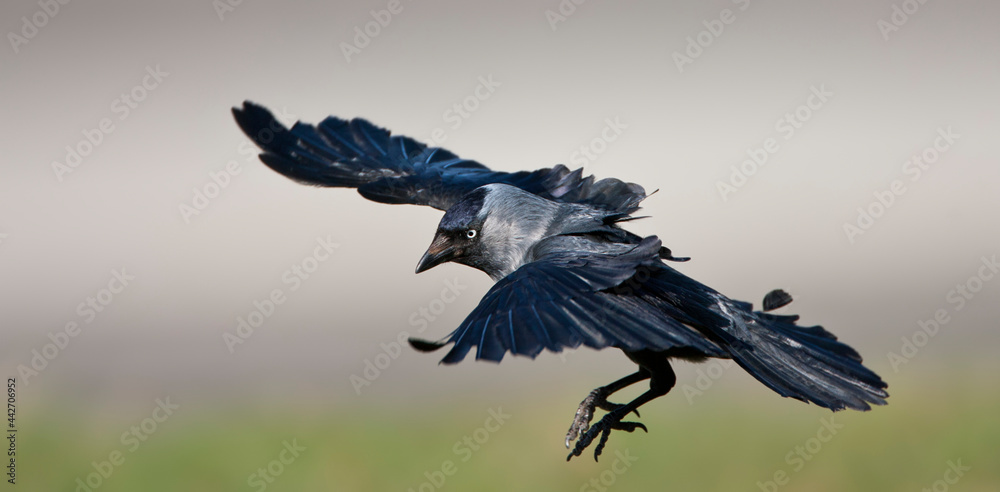 Fototapeta premium Kauw, Western Jackdaw, Corvus monedula