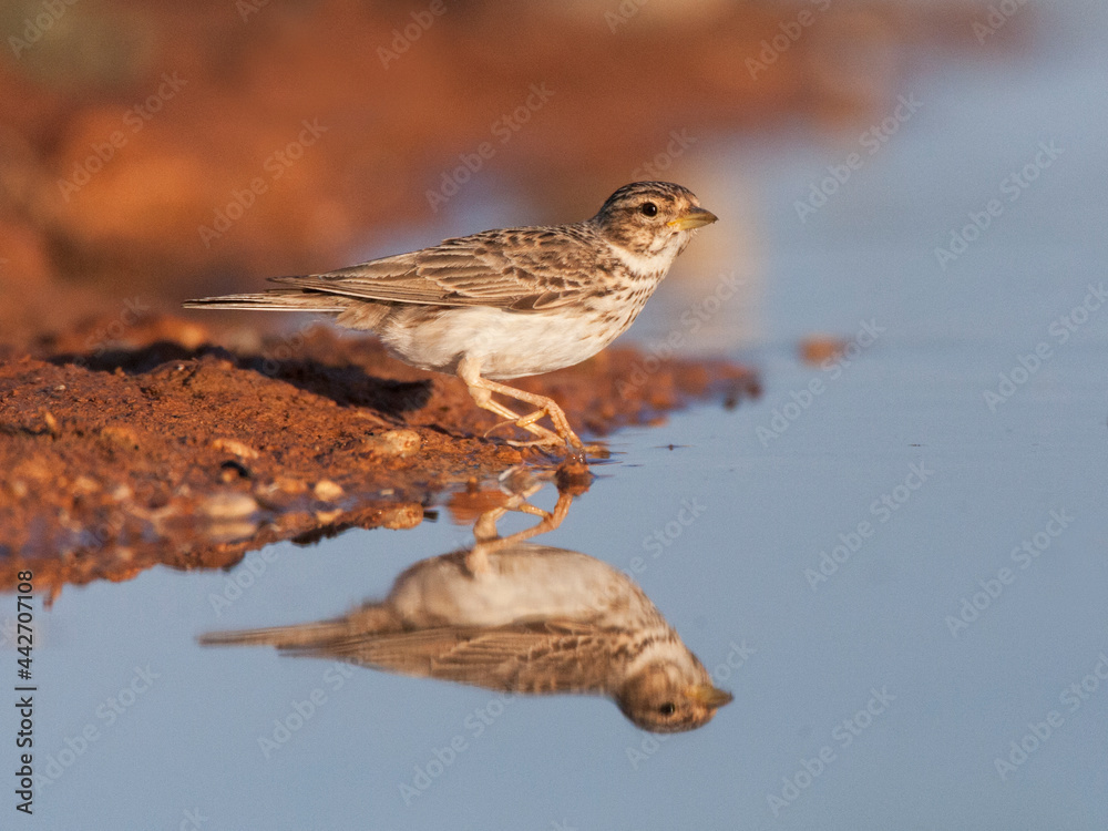 Fototapeta premium Kleine Kortteenleeuwerik, Lesser Short-toed lark, Alaudala rufescens