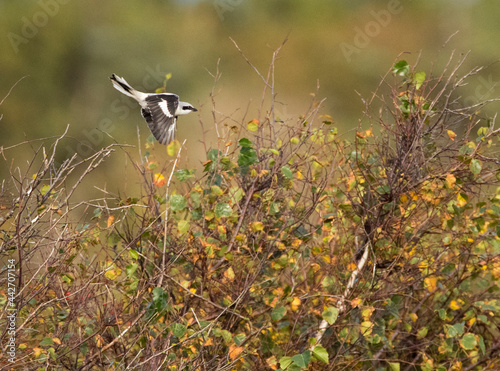 Klapekster, Great Grey Shrike, Lanius excubitor photo