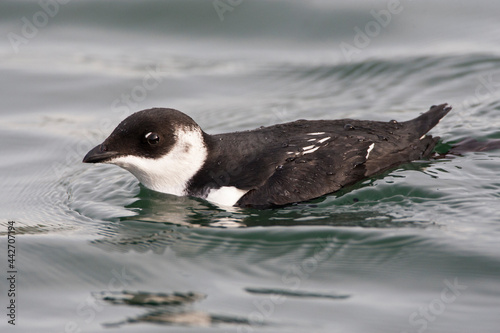Fotografie Kleine Alk, Little Auk, Alle alle