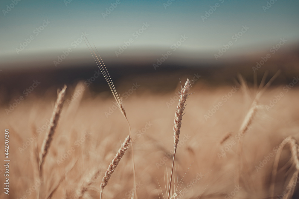golden wheat field in summer golden wheat field in summer
