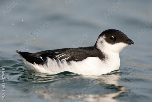 Fotografie Kleine Alk, Little Auk, Alle alle